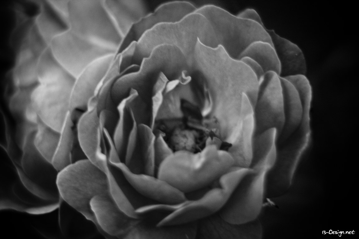 In Bloom rose