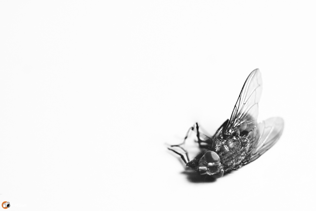 Death of a fly